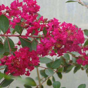 Lagerstroemia indica 'Turenne'