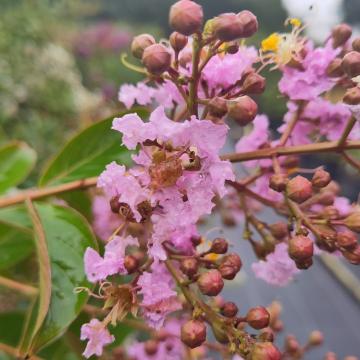 Lagerstroemia 'Muskogee'