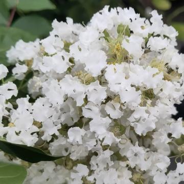 Lagerstroemia 'Natchez'