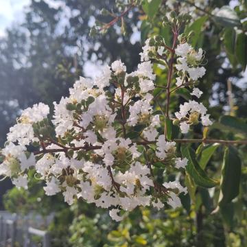 Lagerstroemia 'Sarah's Favorite'