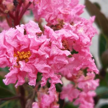 Lagerstroemia 'Sioux'