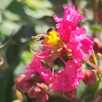 Lagerstroemia 'Tuskegee'