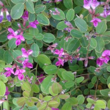 Lespedeza bicolor 'Yakushima'