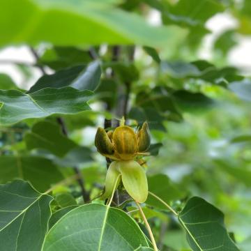 Liriodendron chinense