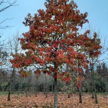 Liquidambar styraciflua 'Autumn Color Globe'