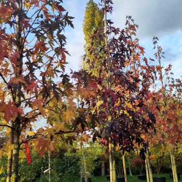 Liquidambar styraciflua 'Andrew Hewson'