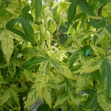 Liquidambar styraciflua 'Aurea'