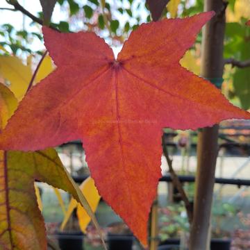 Liquidambar styraciflua 'Fame Forever' (= 'Roemer 4')