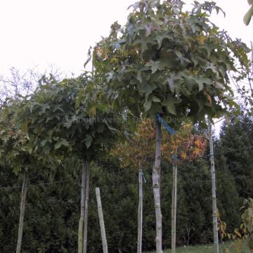 Liquidambar styraciflua 'Gum Ball'