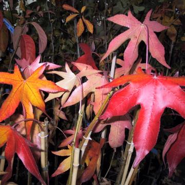 Liquidambar styraciflua 'Moraine'