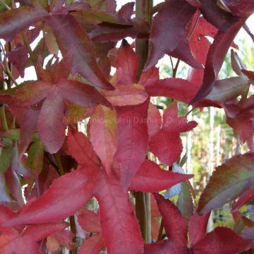 Liquidambar styraciflua 'Slender Silhouette'