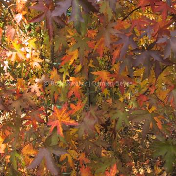 Liquidambar styraciflua 'Worplesdon'