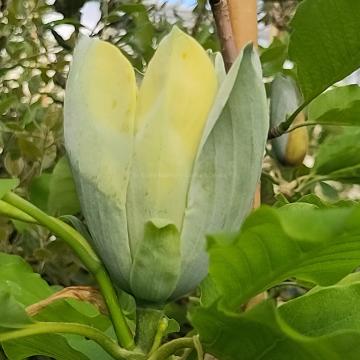 Magnolia acuminata 'Blue Opal'