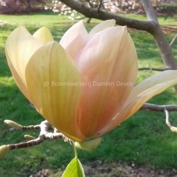 Magnolia 'Apricot Brandy'