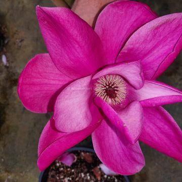 Magnolia 'Anne Leitner'