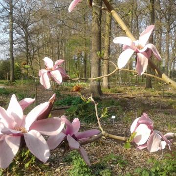 Magnolia 'Apollo' (x)