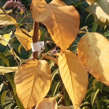 Magnolia acuminata 'Seiju'