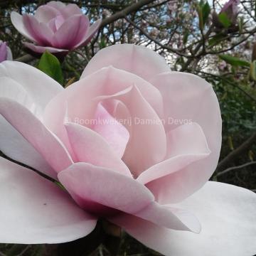 Magnolia 'Atlas' (x)