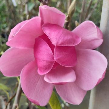 Magnolia 'Brixton Belle'