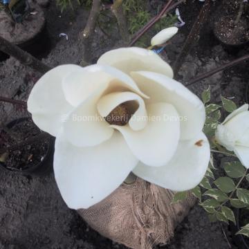 Magnolia 'Binette'