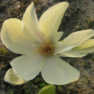 Magnolia 'Banana Split' (x)