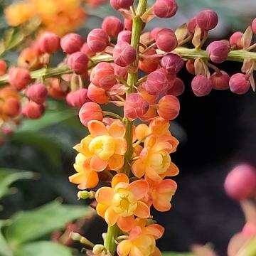 Mahonia 'Cabaret' ®