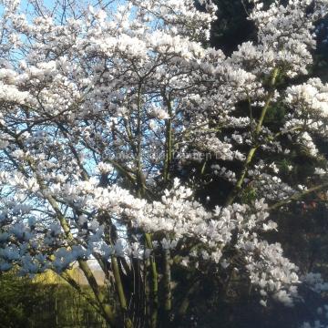 Magnolia cylindrica 'Hohman'