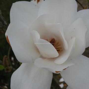 Magnolia campbellii subsp. mollicomata