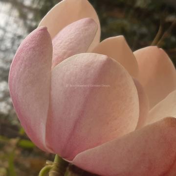 Magnolia 'Columnar Pink'