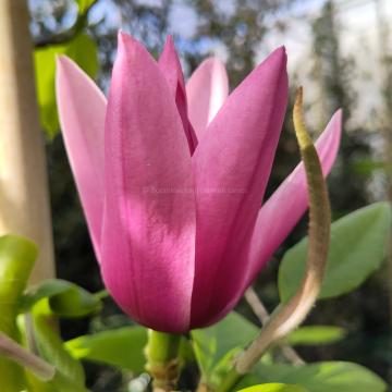 Magnolia 'Caerhays Surprise'