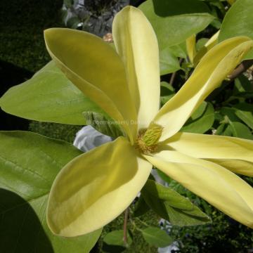 Magnolia 'Daphne'