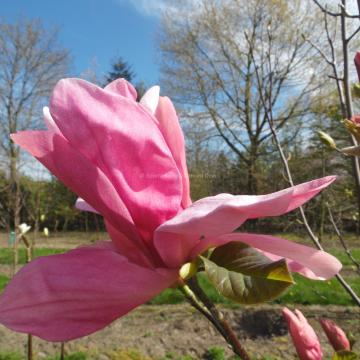 Magnolia 'Daybreak' (x)