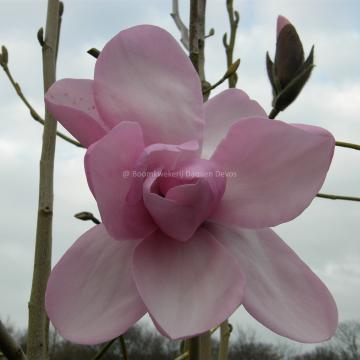 Magnolia dawsoniana 'Barbara Cook'
