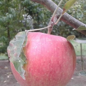 Malus domestica 'Henri Calle's Favorite'