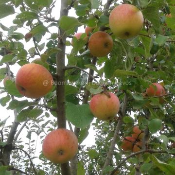 Malus domestica 'Idared'