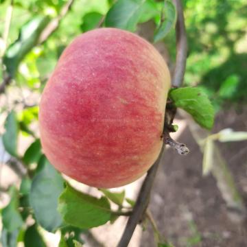 Malus domestica 'Joseph Musch'