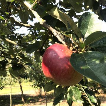 Malus domestica 'Reinette Hernaut' ( RGF )