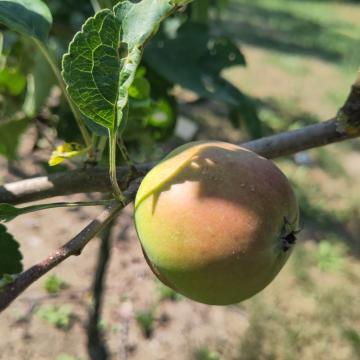 Malus domestica 'Winter Banana'