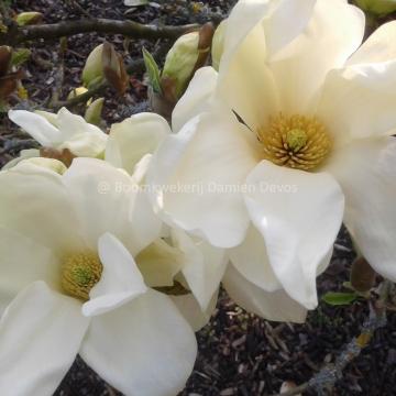 Magnolia 'Elizabeth'