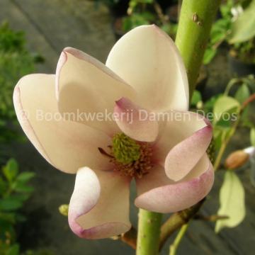 Magnolia foggii 'Jack Fogg' (x)
