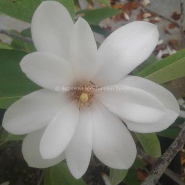Magnolia 'Fairy White'  ®