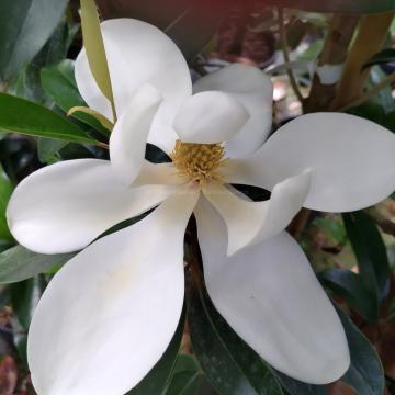 Magnolia grandiflora 'Alta' ®