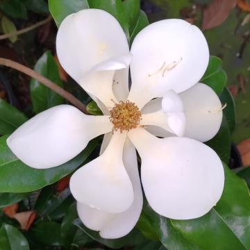 Magnolia grandiflora 'Bracken's Brown Beauty'