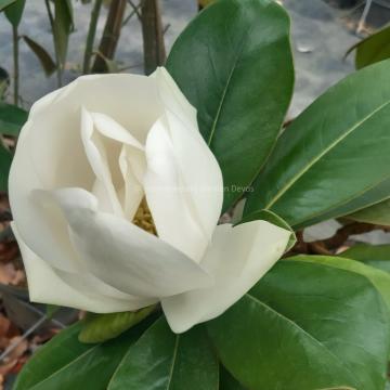 Magnolia grandiflora 'Double Nantais'