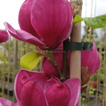 Magnolia 'Genie' ®