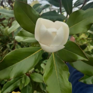 Magnolia grandiflora 'Kay Paris'