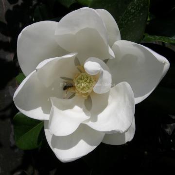 Magnolia grandiflora 'Praecox' (M. grandiflora 'Goliath')