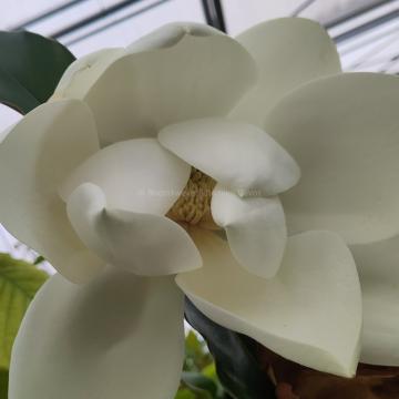 Magnolia grandiflora 'Samuel Sommer'