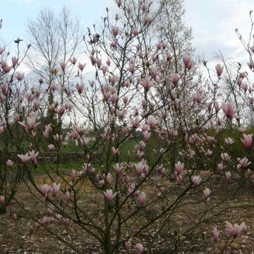 Magnolia 'Heaven Scent'