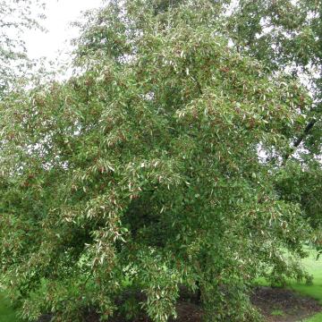 Malus hupehensis